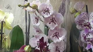 Почему вянут цветы орхидеи.  -&quot;только честно!&quot;/ Вопрос - Ответ.
