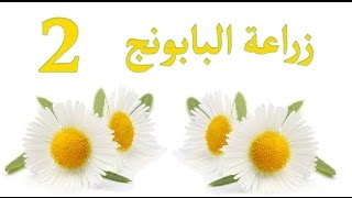 زراعة البابونج  | 2 |