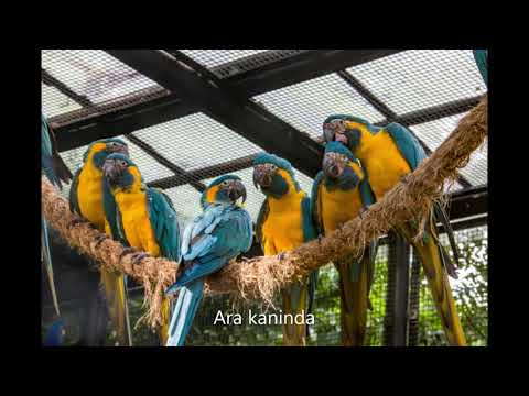 Ara kaninda (Ara glaucogularis)