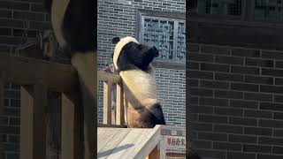 Panda Fufu Body Exercise府府的超模体态锻练——跟练版 #panda #cute #animals #熊猫 #cutepanda #funny #大熊猫