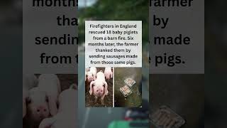 Firefighters in England rescued 18 baby piglets from a barn fire
