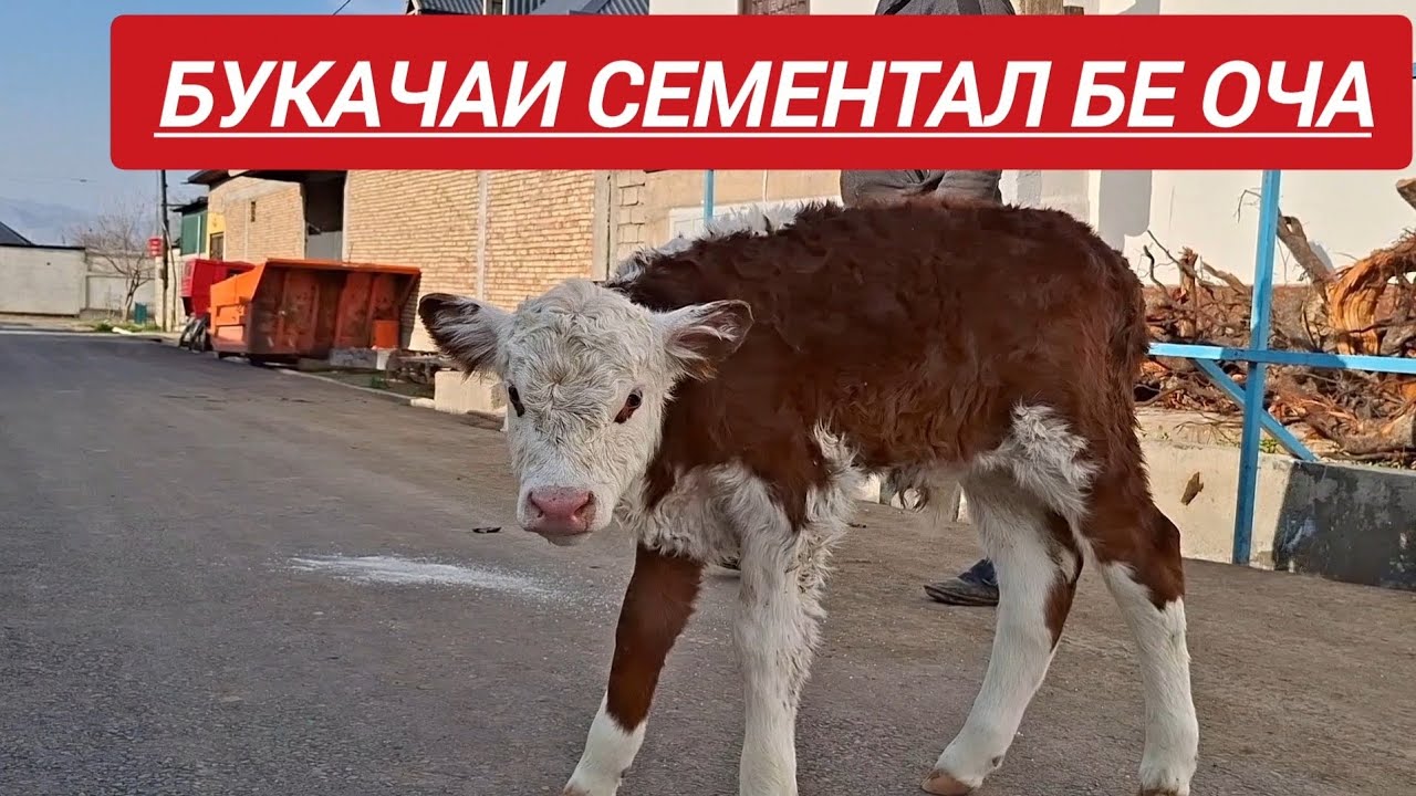 927331010 ватсаб 987561200 мобилний