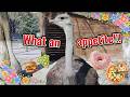 This large bird has an insatiable appetite!