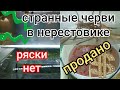 Что за черви в нерестовике?