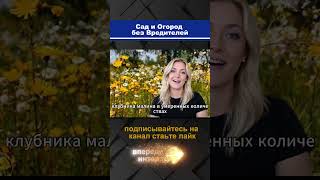Правда о фруктах и овощах с грядки — что полезно, а что нет #сад #огород #здоровье