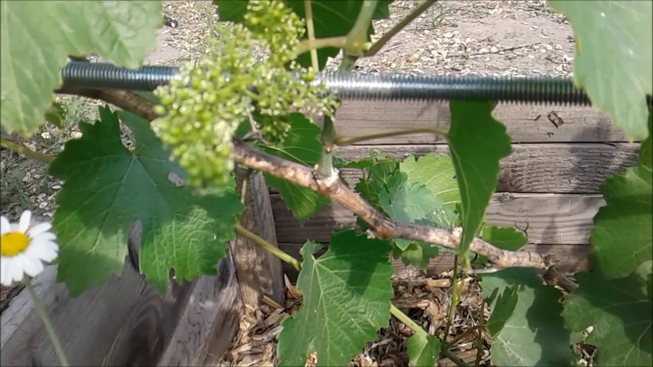 Виноград перед цветением