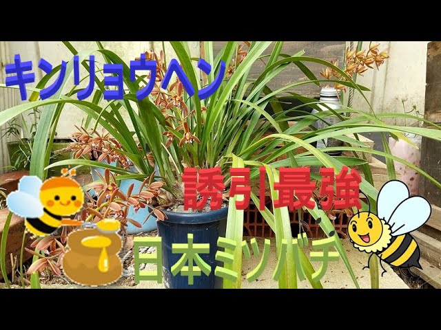日本ミツバチ：誘引・最強キンリョウヘン - YouTube
