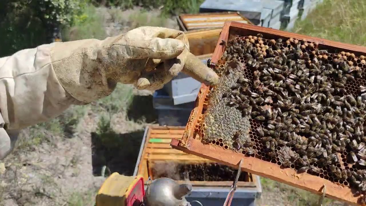 Extracción de miel, (parte 1) sin censura 🤔🤔