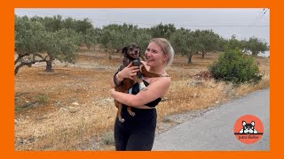 Group Walk with our Rescued Dogs and Senior Dog Oscar Cancer Update