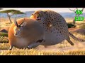 Fat animals  if animals were fatty funny cartoon short film