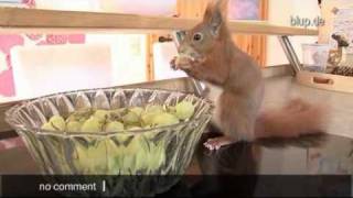bluptv: Eichhörnchen von Hand aufgezogen