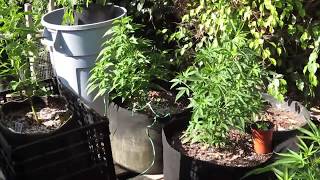 BIGKUSH BOTTLE OPENER & FABRIC POT ROOT RESULTS * THE BIGKUSH GARDEN WEST OF PCH  OC CALIFORNIA