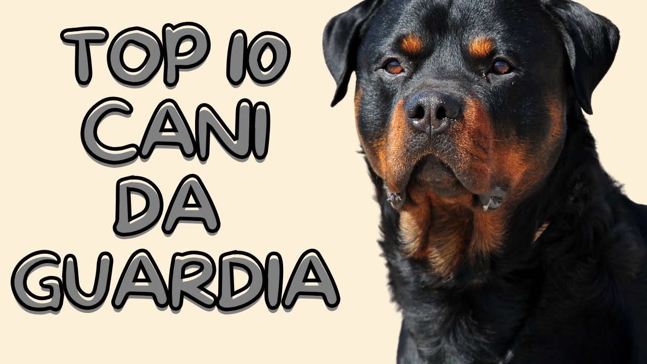 Top 10 cani da guardia. Il primo ti sorprenderà