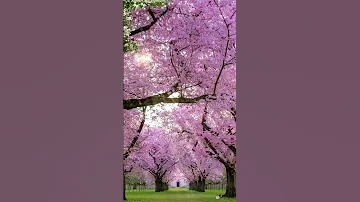 Лепестки Сакуры🌸Очень Красиво Осыпаются🌸Sakura Petals Fall Very Beautifully🍃🌸🍃