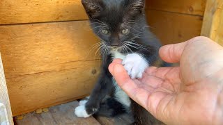 Homeless Tuxedo kitten plays incredibly cute game