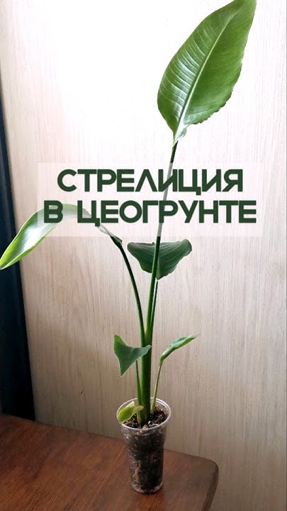 Посадка стрелиции в минеральный грунт. - YouTube