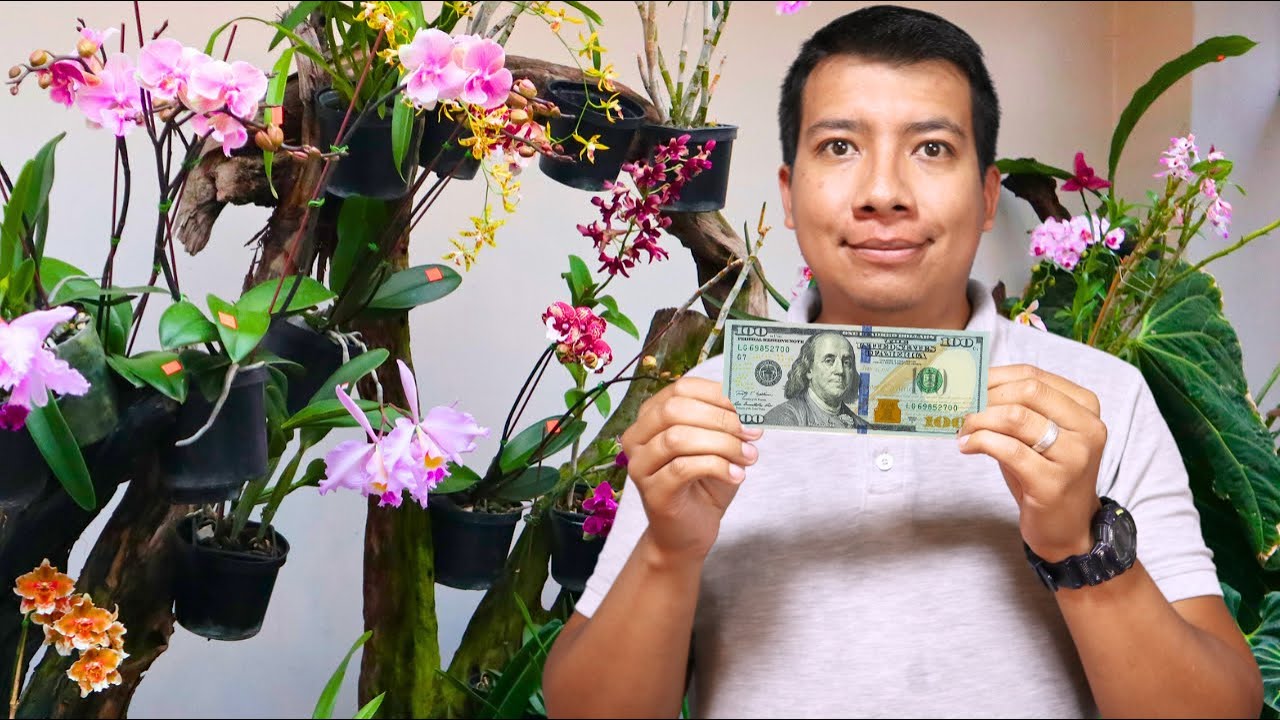 CUANTAS ORQUÍDEAS PUEDES COMPRAR con 100$ en Ecuagenera | ORQUIPLANET