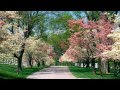 Spring - Relax Music