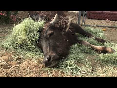 Sleepy Buffalo, Baby the Camel & Crisis my Appaloosa!