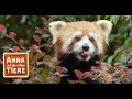 Wo versteckt sich der Rote Panda?  | Reportage für Kinder | Anna und die wilden Tiere