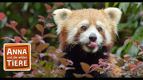 Wie sieht ein rot Panda aus?