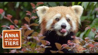 Wo versteckt sich der Rote Panda?  | Reportage für Kinder | Anna und die wilden Tiere