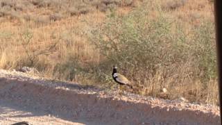 which bird flies like a helicopter 5