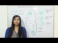 Osmoregulation in paramecium -complete detail with diagram for exams