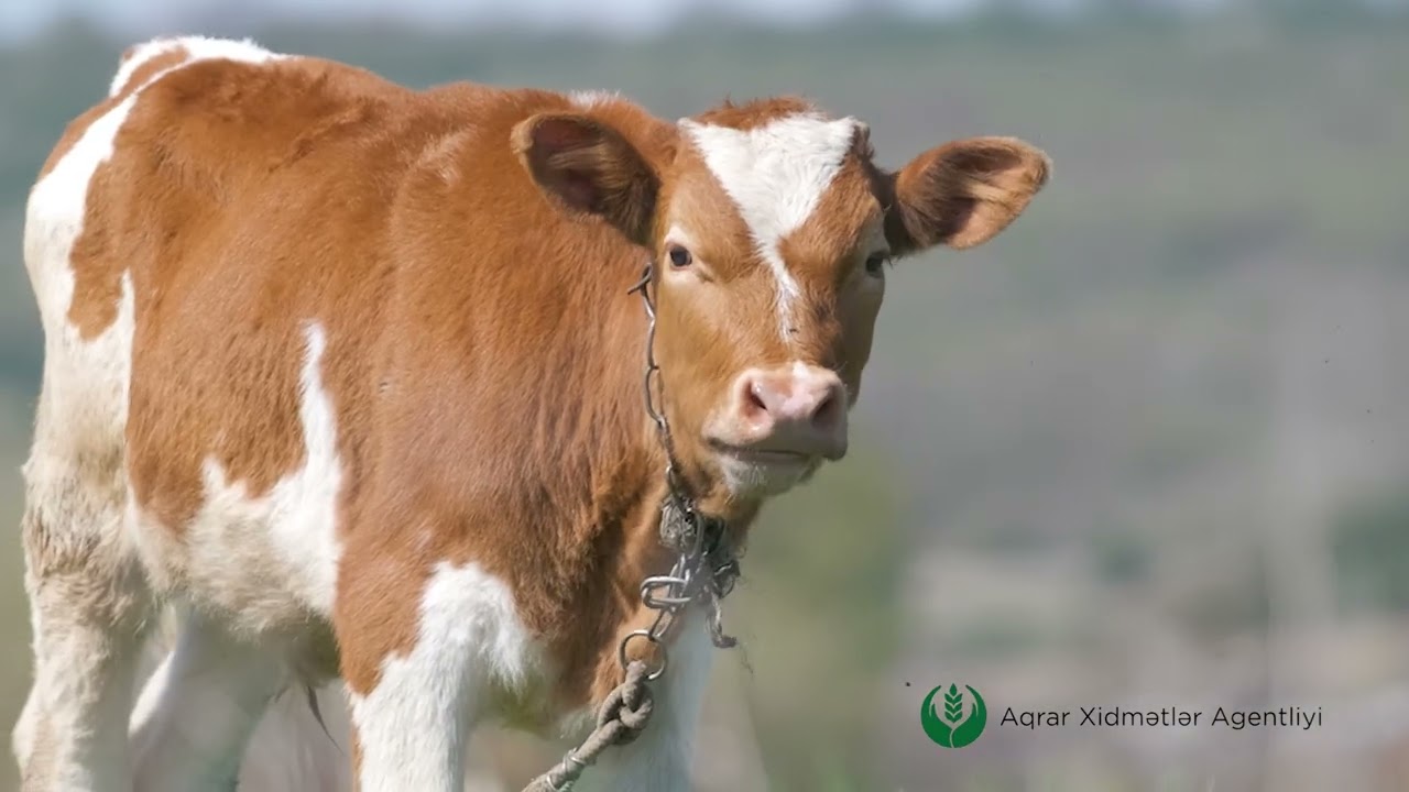 🐄 Fassiolyoz xəstəliyi və ona qarşı mübarizə tədbirləri