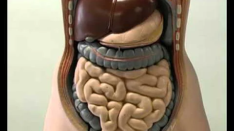 Quali sono gli organi vitali del corpo umano?