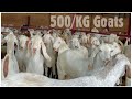 2 teeth goats 500kg at sanjari goat farm