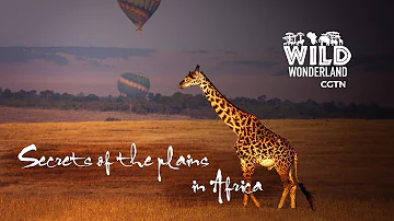 Live: Wonders of the wild Ep. 4 – Secrets of the plains in Africa生态多样化大草原哺育新生