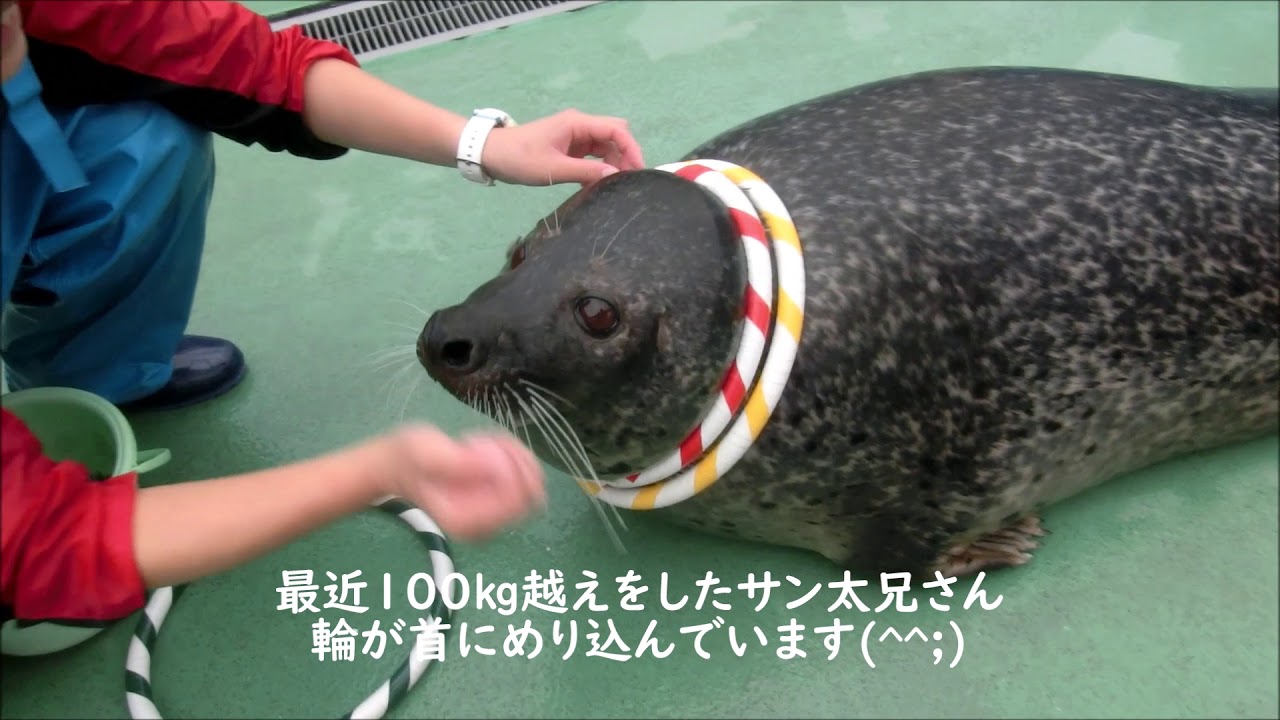 アザラシ】サン太兄さんの顔芸？(^^;)（伊勢シーパラダイス／水族館