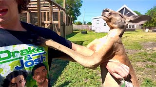 Rescuing Hawks and Fighting Kangaroos Fo Today