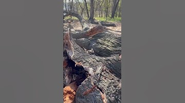 Fury friend survived the fall #arborist #chainsaw #lumberjack #axe #firewood #logging #stihl #tree