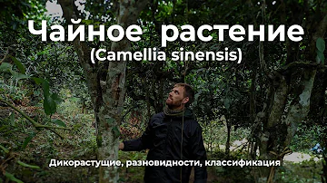 Чайное растение Camellia sinensis. Разновидности и классификация.