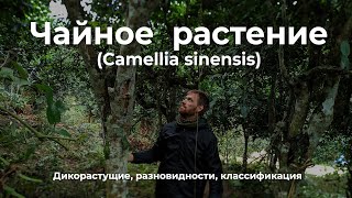 Чайное растение Camellia sinensis. Разновидности и классификация.