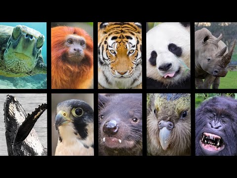 Video: Bisakah membantu menyelamatkan spesies yang terancam punah?