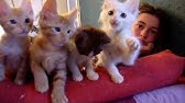 Utilisation De La Tetine Miracle Nipple Sur Un Chaton Angora Turc Youtube Utilisation De La Tetine Miracle Nipple Sur Un Chaton Angora Turc Youtube