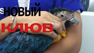 3D КЛЮВ ДЛЯ ПОПУГАЯ 3D КЛЮВ ДЛЯ ПОПУГАЯ