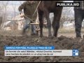 Un agricultor din Drochia nu renunţă la plugul tras de cai. Face economii de peste 20 000 de lei