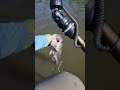 #fishing #largemouthbass #bassfishing #largemouth #fishingvideo #fishinglife #fisherman #shorts