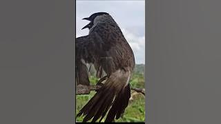 Seru juga denger Suara burung kutilang pagi bikin suasana jadi tenang, walau pun banyak hutang ☺️