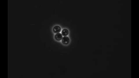 Two yeast cells mating inside a tetrad