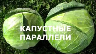 Капуста Ларсия и Агрессор. Характеристика и сравнение гибридов
