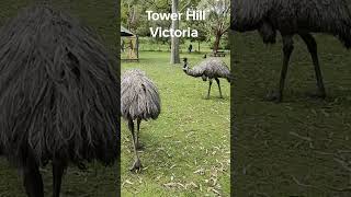 Tower Hill Victoria #shorts  #freecampingaroundaustralia.com.au