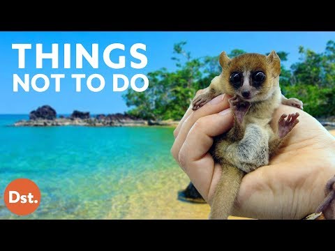 Vidéo: Ce Que L'on Ne Sait Pas Sur Madagascar