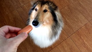 Rough Collie Jessie - Washing and Grooming at Home Difference Before and After