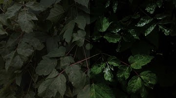 Kdenlive REC709 footage color grading test.