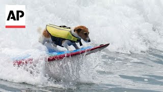 This Jack Russell terrier loves to surf the waves of Peru